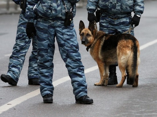 В Петербурге собака спасла девочку от изнасилования