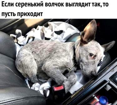 Фотки и картинки: юморные и красивые, забавные и милые 13.11.20