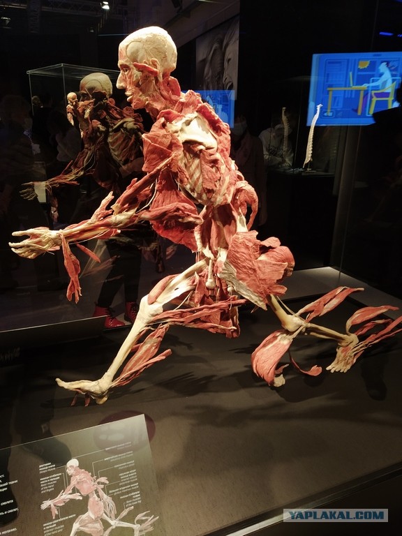 Посетил выставку Body Worlds на ВДНХ
