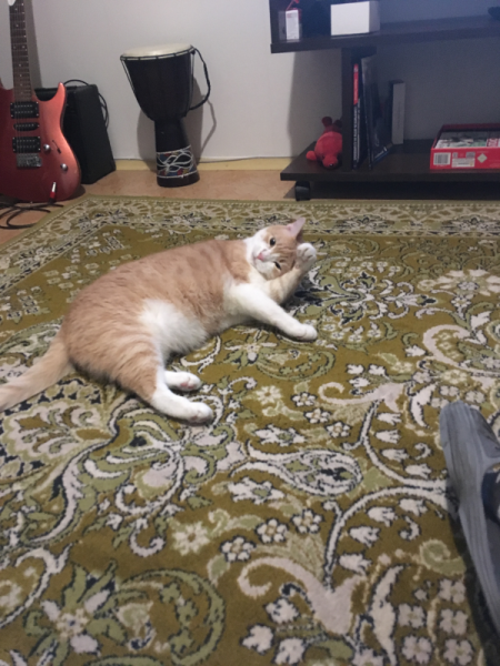 МИРУ - МИР ! Котикам - котовторник !