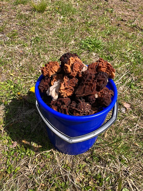 Строчки