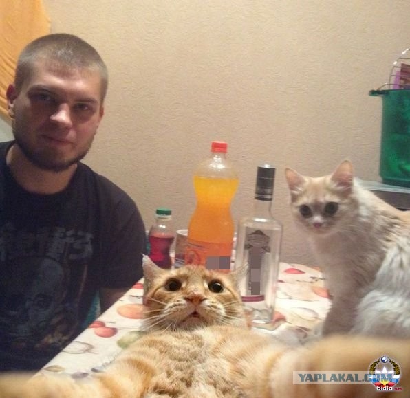 Походу мой кот бухает втихаря