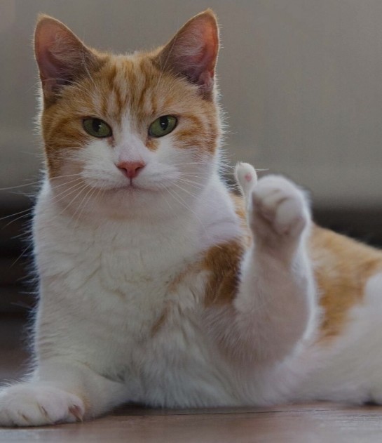 Без кота игра в бильярд не игра