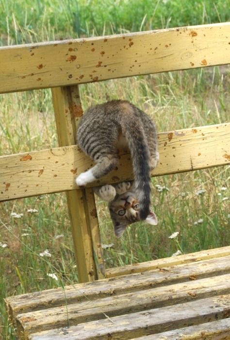 Коты деревенской породы