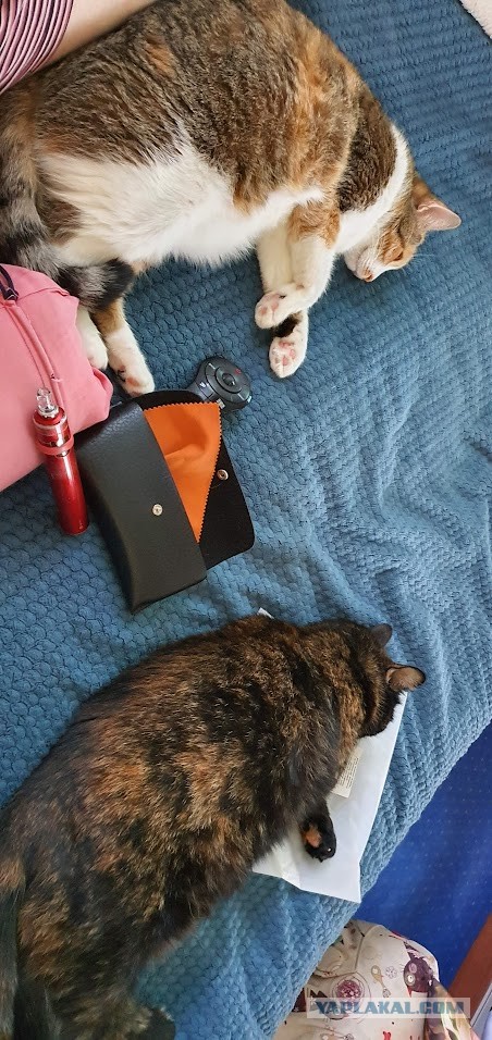 Котовторник в картинках