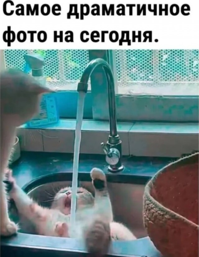 К котовторнику: подборка картинок-баянов с котиками и про котиков. Выпуск 16.