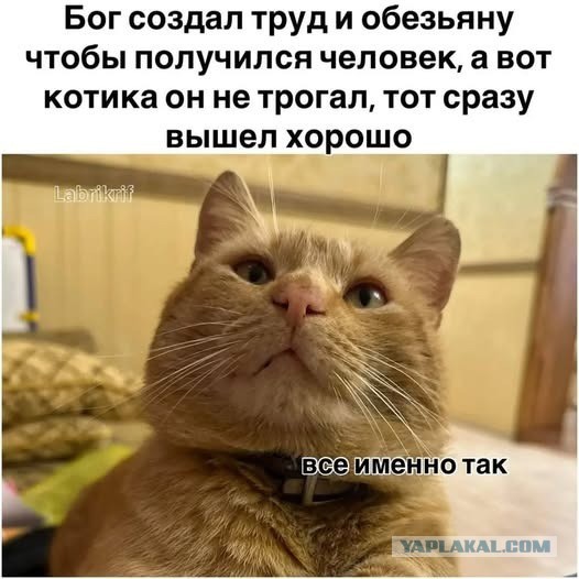 К котовторнику: подборка картинок-баянов с котиками и про котиков. Выпуск 20.