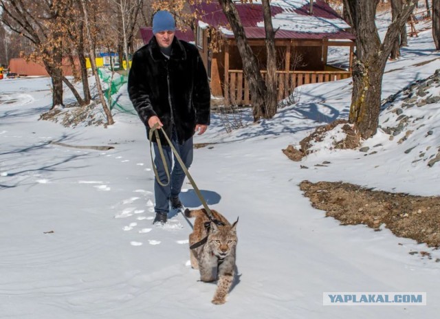 Каракал - резкий кот.