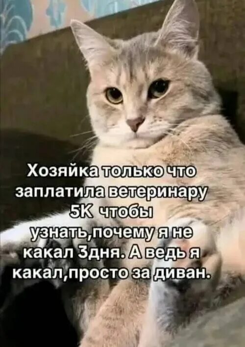 Котямбосы