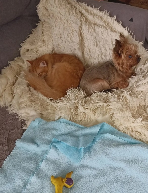 Трехлапый котопес.