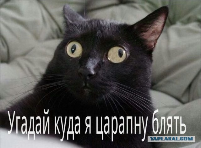 Эй, Косой! Нет, заяц, не ты!