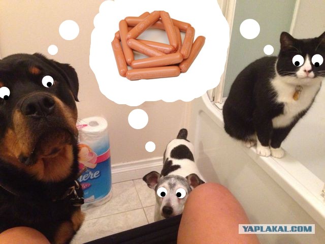 Хотел посрать нормально.....