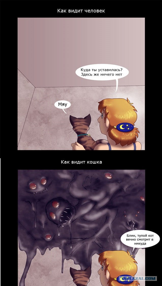 Коты иногда видят страшные вещи)
