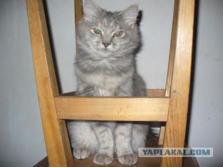 Котовторник   15.04.2014
