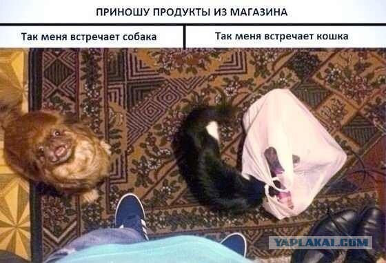 Смешные картинки и комментарии