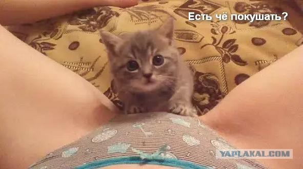 Известные котомемы.