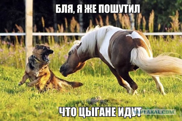 Подборка смешных и забавных фото