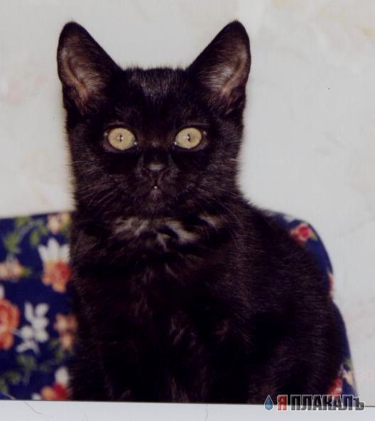 Коты, кошки, котята