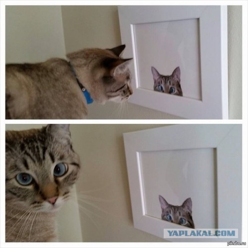 Фотоприколы