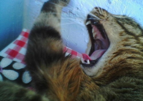 Коты, кошки, котята
