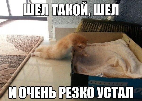 Спящие зверушки