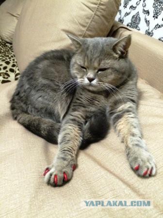 Котовторник 13.09.2016