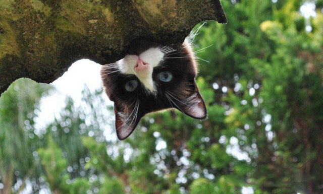 Котопрятки