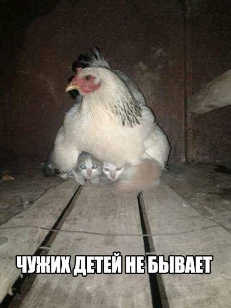 Картинки из ваших интернетов