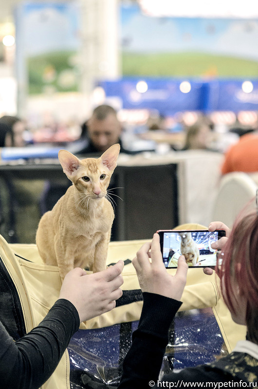 В Москву съехались коты