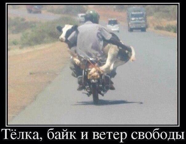 Картинки всякие для поднятия настроения!
