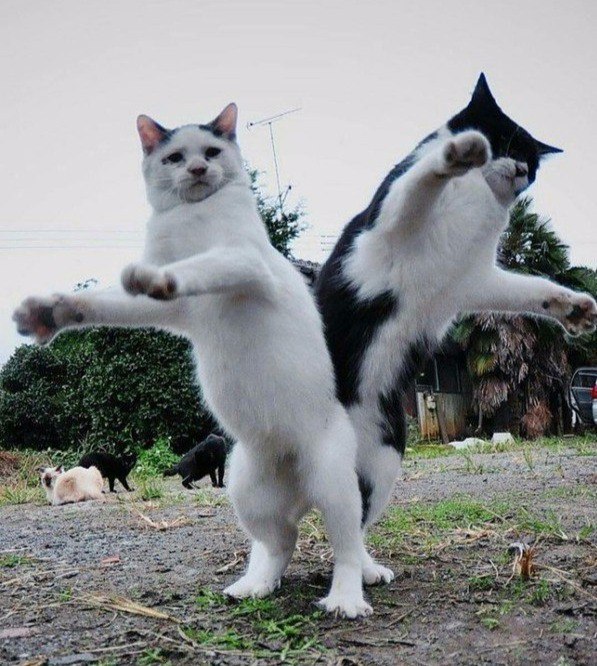 Коты и Кошки