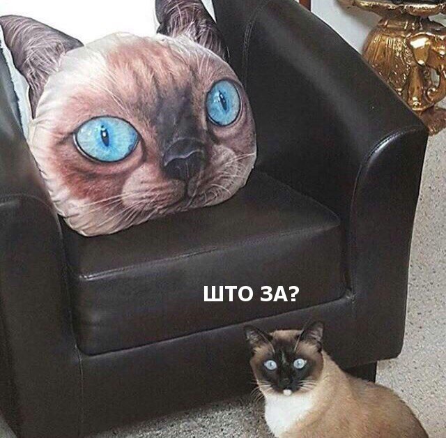 20 шикарных фотографий, в которых вся суть котов