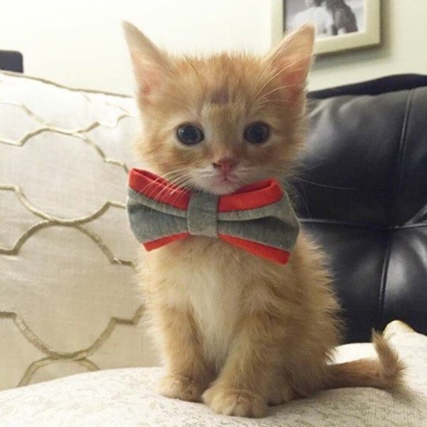 Коты и Кошки