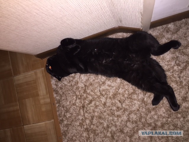 Котовторник 28.11.2017