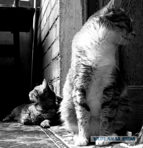 Котовторник на ЯПлакалъ
