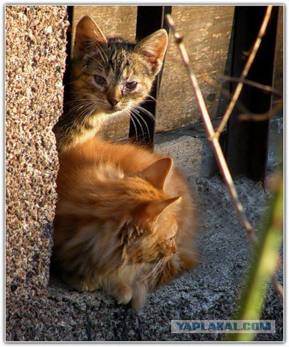 Котовторник на ЯПлакалъ: Кото и кто-то!