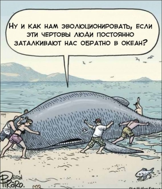 В бухту заплывает кит