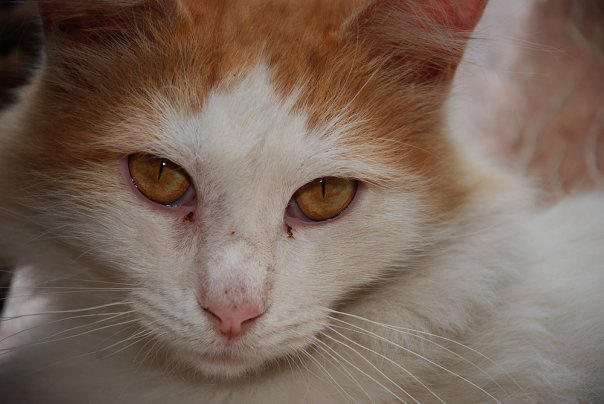 Котовторник!