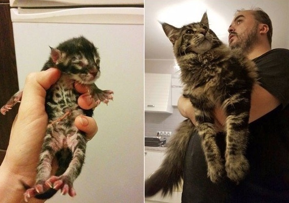 Прикольных котов пост