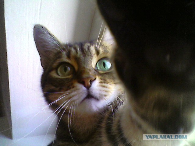 Котовторник в "КотоГетто"