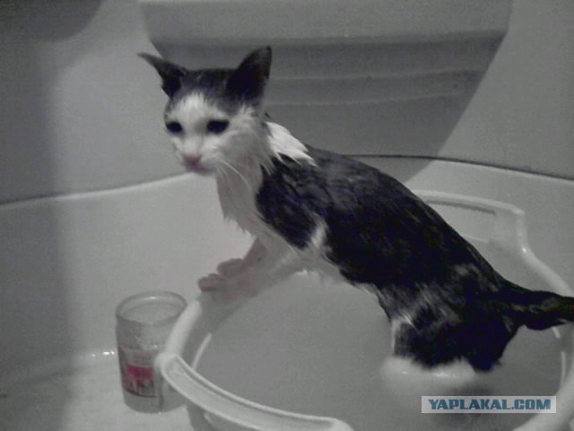 С котовторником !