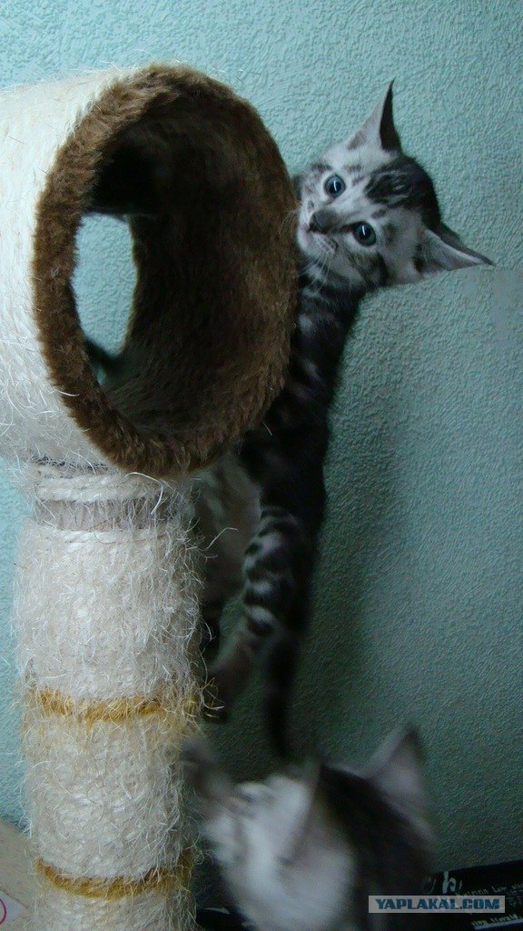 Котовторник 20.12.2011