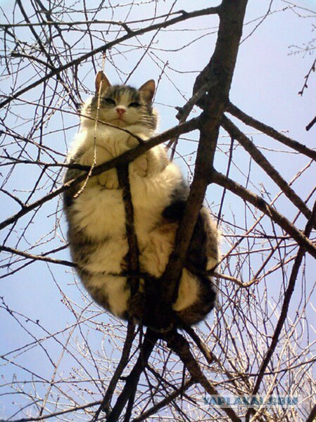 Хоть не весна - а коты прилетели!