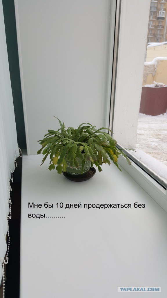 Смешные комментарии из социальных сетей 28.12.2018
