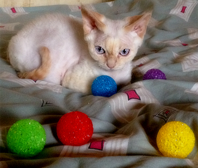 Дневник кота