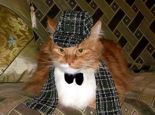 Котовторник!