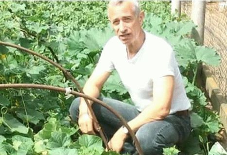 «Сегодня – кот, а завтра – каждый из нас»: реакция соцсетей на конфликт «Аэрофлота» и хозяина толстого кота