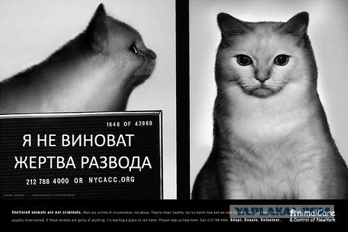 Я не виноват! Реклама приюта