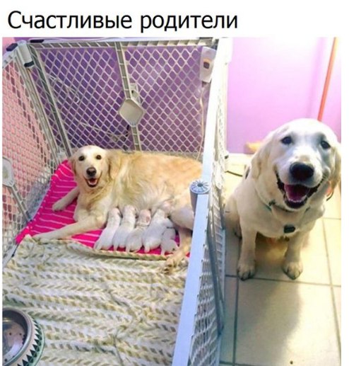 Прикольные картинки 15.02.2020