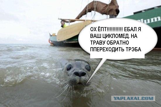 Фотожаба: Испуганый морской котик